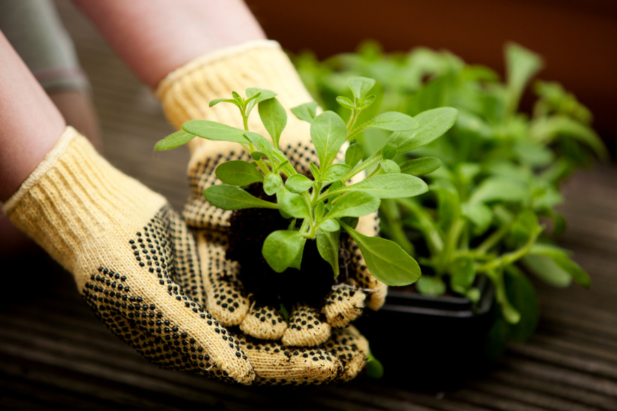 Seedlings