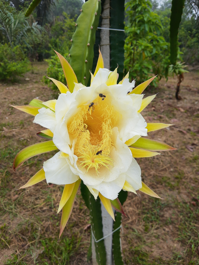 Pitaya flower