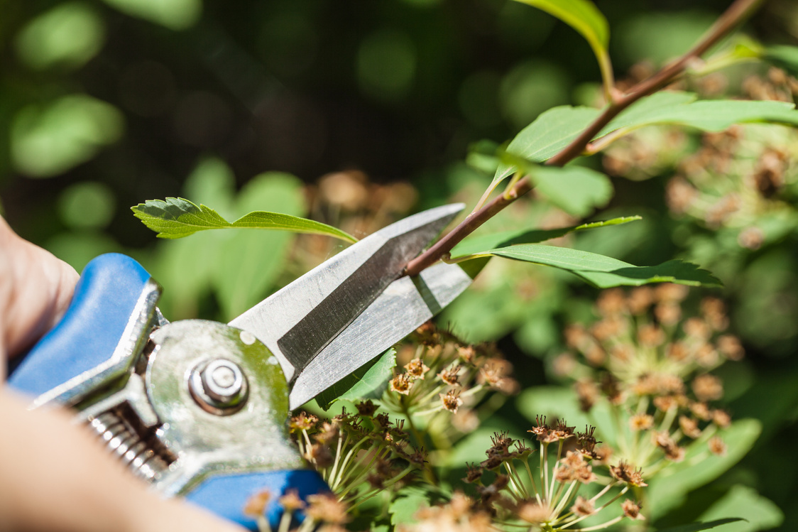 Pruning